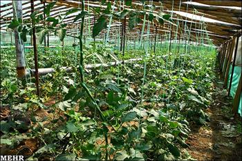 مزایا و معایب كشت گلخانه ای